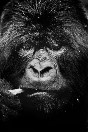 For extreme close encounters with impressive silverback gorillas 