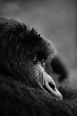 For extreme close encounters with impressive silverback gorillas 