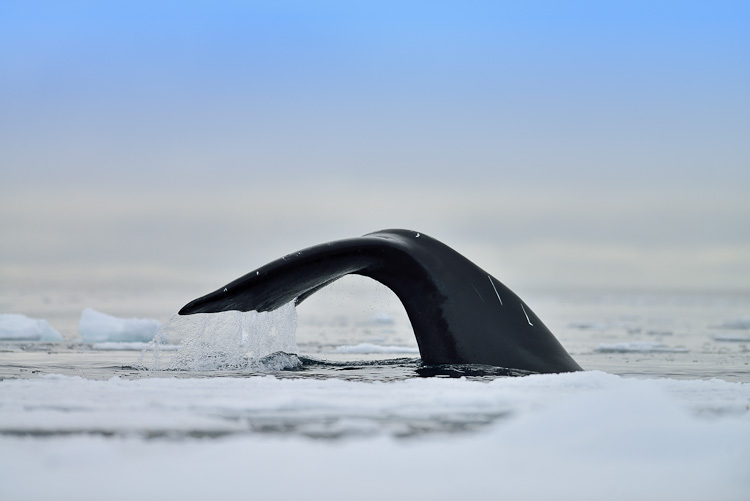 Bowhead Whale Nunavut Arctic Kingdom