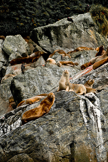 Nomads Of The Seas, Chile