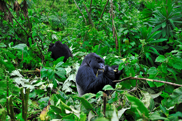 Volcanoes National Park Rwanda, Mountain Gorilla