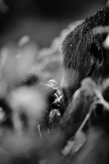 Volcanoes National Park Rwanda, Mountain Gorilla