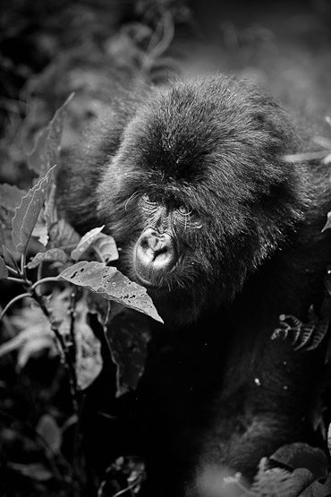 Volcanoes National Park Rwanda, Mountain Gorilla