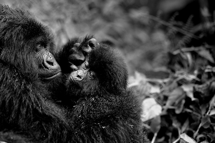 Volcanoes National Park Rwanda, Mountain Gorilla