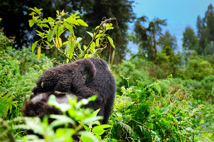 Volcanoes National Park Rwanda, Mountain Gorilla