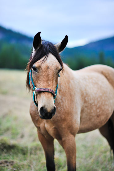 Triple Creek Ranch Montana