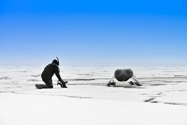 Close encounter with a bowhead whale at Nunavut Arctic Canada