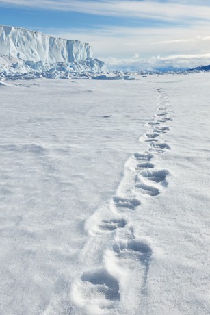Polar Bear tracks in Arctic Canada Nunavut