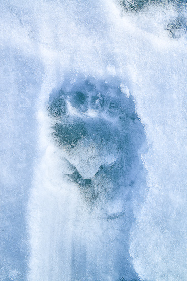 Trilhas do urso polar no Ártico do Canadá Nunavut