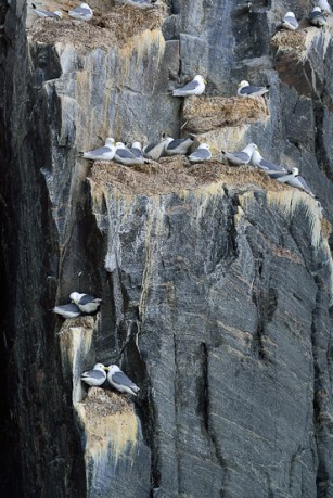 Bylot Island Nunavut Arctic Canada