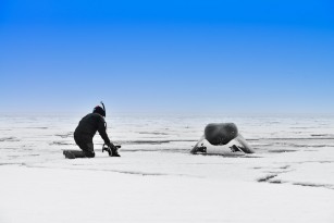 Close encounter with a Bowhead Whale Nunavut Arctic Canada