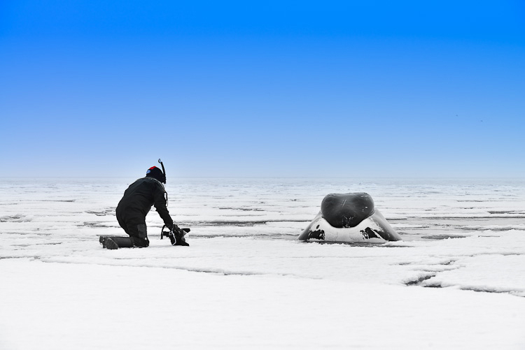 Close encounter with a Bowhead Whale Nunavut Arctic Kingdom