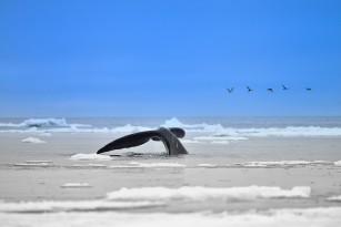 Bowhead whale Nunavut Arctic Canada