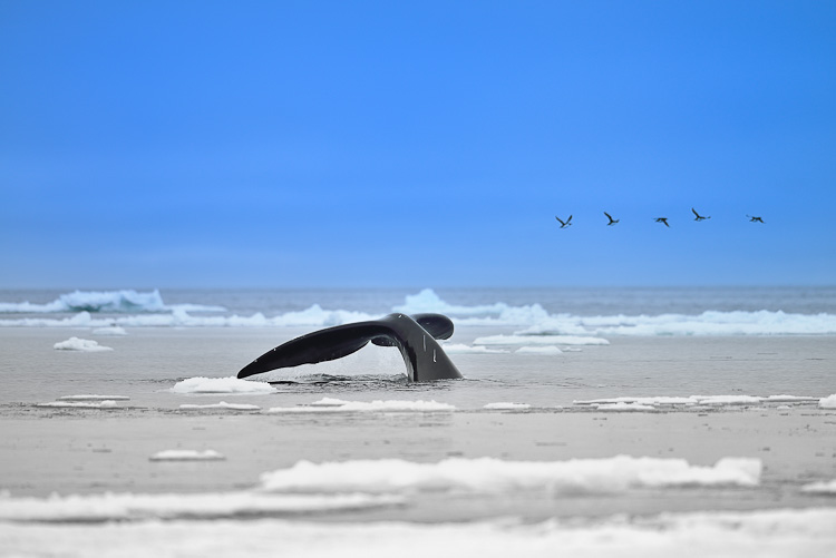 Bowhead whale Nunavut Arctic Kingdom