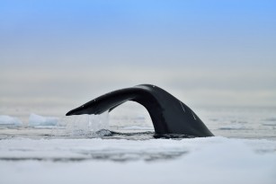 Bowhead Whale Nunavut Arctic Canada