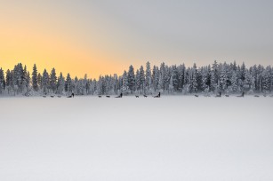 dog sledding in Lapland