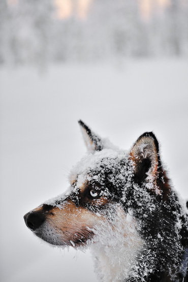 dog sledding in Lapland