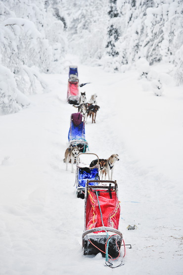 dog sledding in Lapland