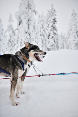 dog sledding in Lapland