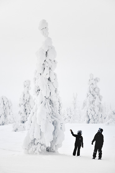 dog sledding in Lapland