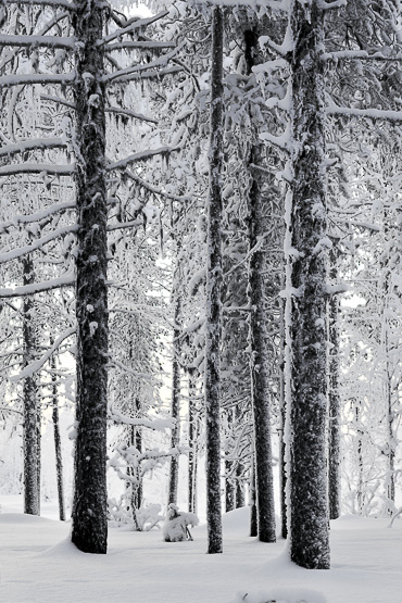 árvores na Lapônia