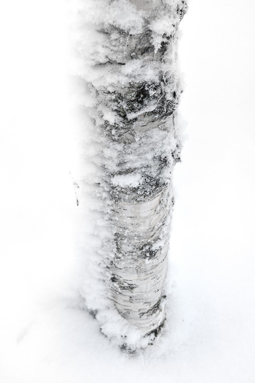 snowy trees in Lapland