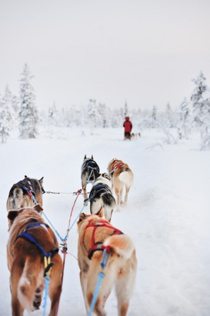 dog sledding in Lapland