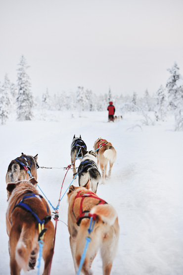 dog sledding in Lapland