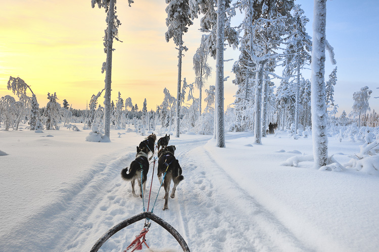 dog sledding in Lapland