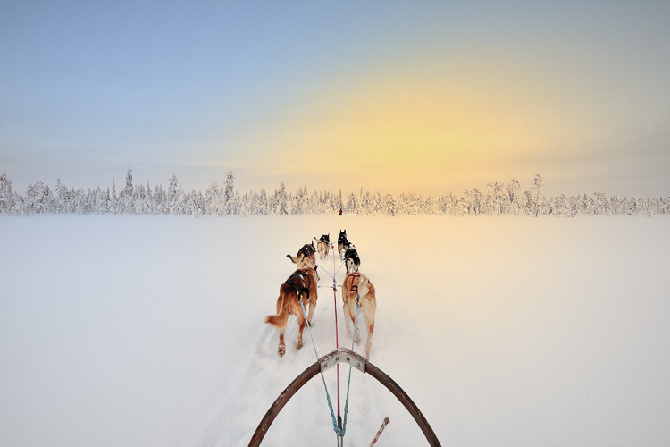 dog sledding in Lapland