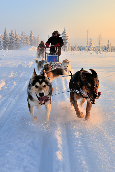 dog sledding in Lapland