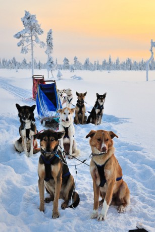 dog sledding in Lapland