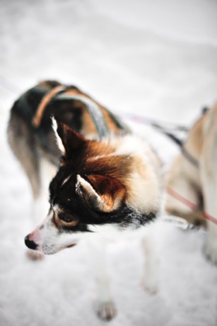 dog sledding in Lapland