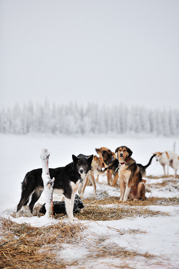 dog sledding in Lapland