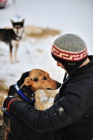 dog sledding in Lapland