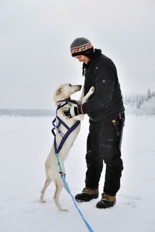 Dog Sledding in Swedish Lapland. - Scandinavia, Sweden