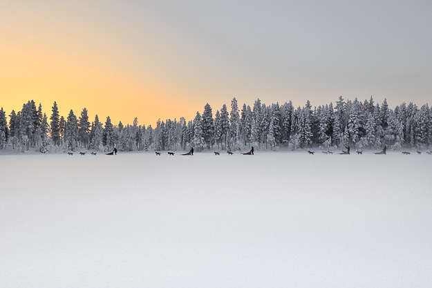 dog sledding in Lapland