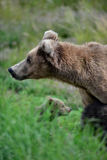 Grizzly with cubs.