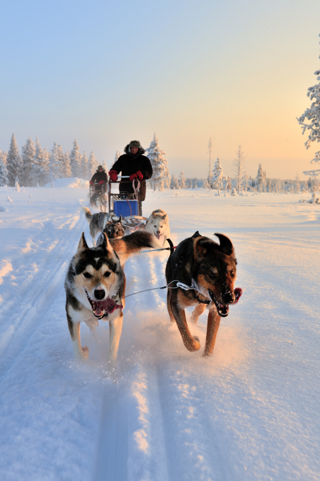 sweden travel dog